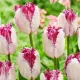 floare exotica lalele eyelash margini negre gradina