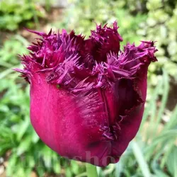 Bulbi Lalele Gorilla (Tulip) Bulbi Lalele Gorilla (Tulip)