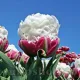 floare exotica lalele ice cream detaliu petale