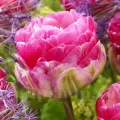 Bulbi Lalele Pinksize (Tulip)