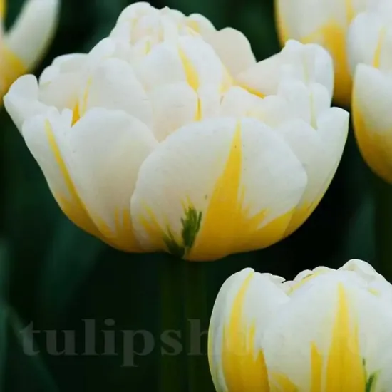 Bulbi Lalele Flaming Evita (Tulip) floare luminoasa lalele flaming evita detaliu petale