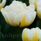 Bulbi Lalele Flaming Evita (Tulip) floare luminoasa lalele flaming evita detaliu petale