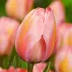 Bulbi Lalele Design Impression (Tulip) floare mare lalele design impression Darwin Hybrid