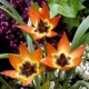floare mica little princess centru negru galben