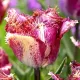 Bulbi Lalele Color Fusion (Tulip) floare pictata lalele color fusion efect vizual