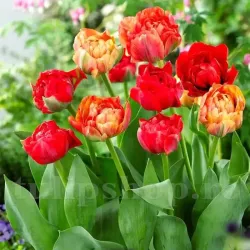 Bulbi Lalele Gudoshnik Double (Tulip)