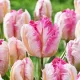 Bulbi Lalele Silver Parrot (Tulip) floare silver parrot petale ondulate franjurate