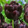 floare spectaculoasa lalele black hero tulipshop 110x110