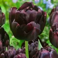 Bulbi Lalele Black Hero (Tulip)