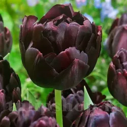 Bulbi Lalele Black Hero (Tulip)