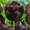 Bulbi Lalele Black Hero (Tulip)