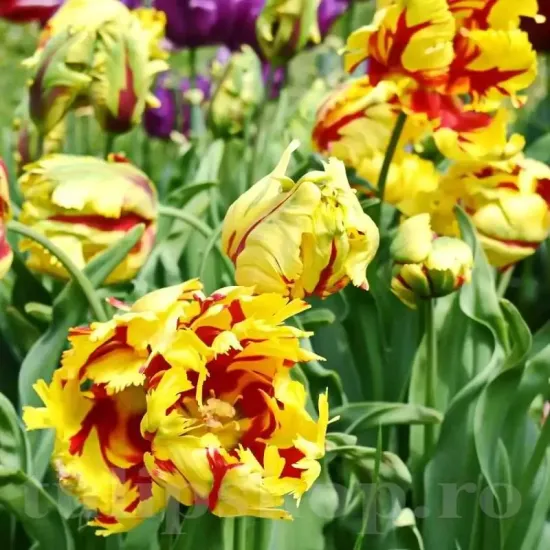 Bulbi Lalele Texas Flame (Tulip) floare spectaculoasa lalele texas flame detaliu foto