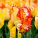Bulbi Lalele Caribbean Parrot (Tulip) floare tropicala lalele caribbean parrot bulbi
