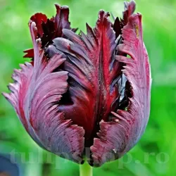 Bulbi Lalele Black Parrot (Tulip)