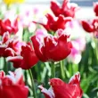 Bulbi Lalele Elegant Crown (Tulip) floare unica lalele elegant crown design gradina 110x110