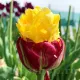 floare unica lalele ice cream banana tulipshop