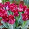 Bulbi Lalele Red Dress (Tulip) floare unica lalele red dress gradina eleganta 110x110