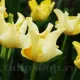 floare unica lalele yellow crown aspect regal