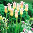 floare zvelta lalele elegant lady petale ascutite 110x110