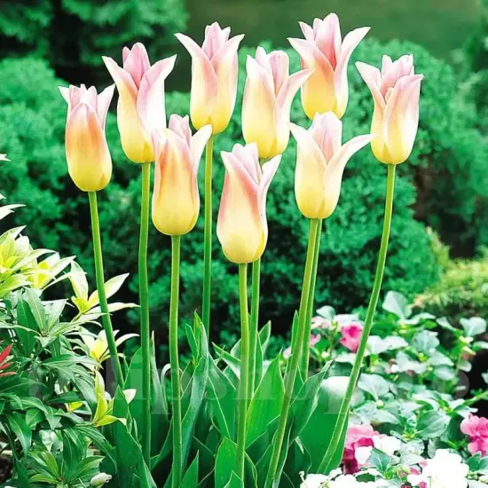 Bulbi Lalele Elegant Lady (Tulip) floare zvelta lalele elegant lady petale ascutite