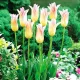 Bulbi Lalele Elegant Lady (Tulip) floare zvelta lalele elegant lady petale ascutite