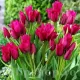flori multiple lalele night club gradina tulipshop
