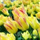 Bulbi Lalele Antoinette (Tulip) flori schimbatoare lalele antoinette tulipshop