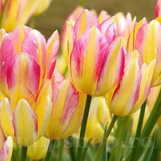 Bulbi Lalele Antoinette (Tulip) gradina colorata lalele antoinette efect vizual