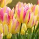 Bulbi Lalele Antoinette (Tulip) gradina colorata lalele antoinette efect vizual
