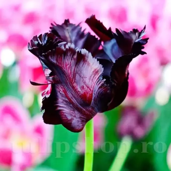 gradina moderna lalele black parrot bulbi olanda