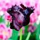 gradina moderna lalele black parrot bulbi olanda