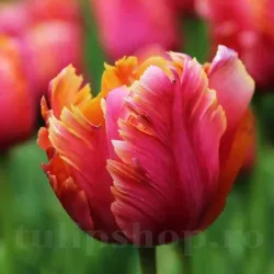 Bulbi Lalele Amazing Parrot (Tulip)