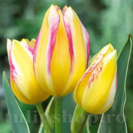 Bulbi Lalele Antoinette (Tulip) lalele antoinette buchet pe o singura tulpina