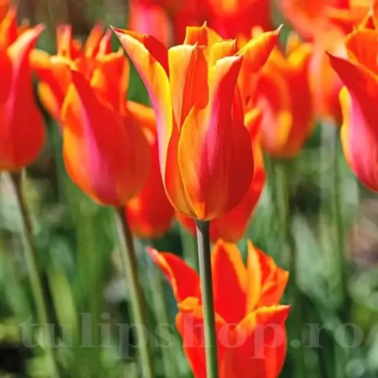 Bulbi Lalele Ballerina (Tulip) lalele ballerina tulipshop portocaliu vibrant