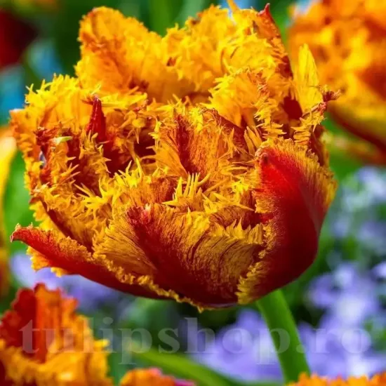 lalele bastia portocaliu aramiu gradina tulipshop