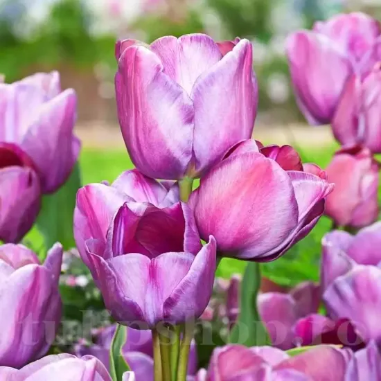 lalele blue heaven gradina pastel tulipshop
