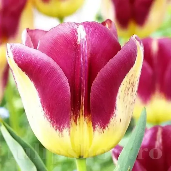 Bulbi Lalele Boston (Tulip) lalele boston gradina colorata tulipshop selectie