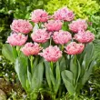 Bulbi Lalele Cairns (Tulip) lalele cairns flori roz margini franjurate detaliu 110x110