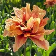 Bulbi Lalele Callahan (Tulip) lalele callahan flori portocaliu aramiu detaliu 110x110