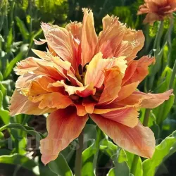 Bulbi Lalele Callahan (Tulip) Bulbi Lalele Callahan (Tulip)