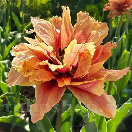 Bulbi Lalele Callahan (Tulip) lalele callahan flori portocaliu aramiu detaliu