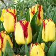 Bulbi Lalele Cape Town (Tulip) lalele cape town flori galbene margini rosii detaliu 110x110
