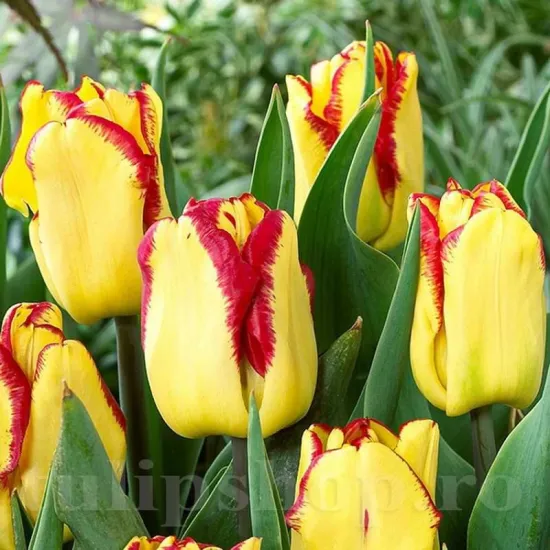 Bulbi Lalele Cape Town (Tulip) lalele cape town flori galbene margini rosii detaliu