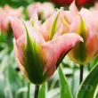 lalele china town frunze alb verzui tulipshop 110x110
