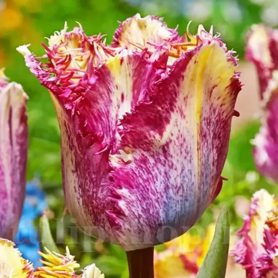 Bulbi Lalele Color Fusion (Tulip) lalele color fusion gradina artistica tulipshop