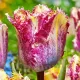 Bulbi Lalele Color Fusion (Tulip) lalele color fusion gradina artistica tulipshop