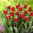 Bulbi Lalele Elegant Crown (Tulip) lalele coronet elegant crown petale ondulate tulipshop 110x110