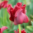 Bulbi Lalele Red Dress (Tulip) lalele coronet red dress petale ondulate tulipshop 110x110