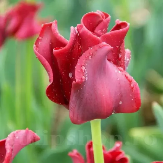 Bulbi Lalele Red Dress (Tulip) lalele coronet red dress petale ondulate tulipshop