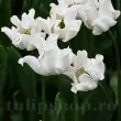 Bulbi Lalele White Liberstar (Tulip) lalele coronet white liberstar petale ondulate tulipshop 110x110
